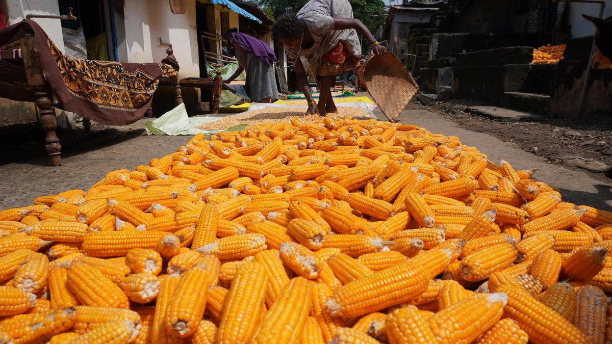 Lower maize prices may see Indian farmers switch back to oilseeds, pulses this kharif