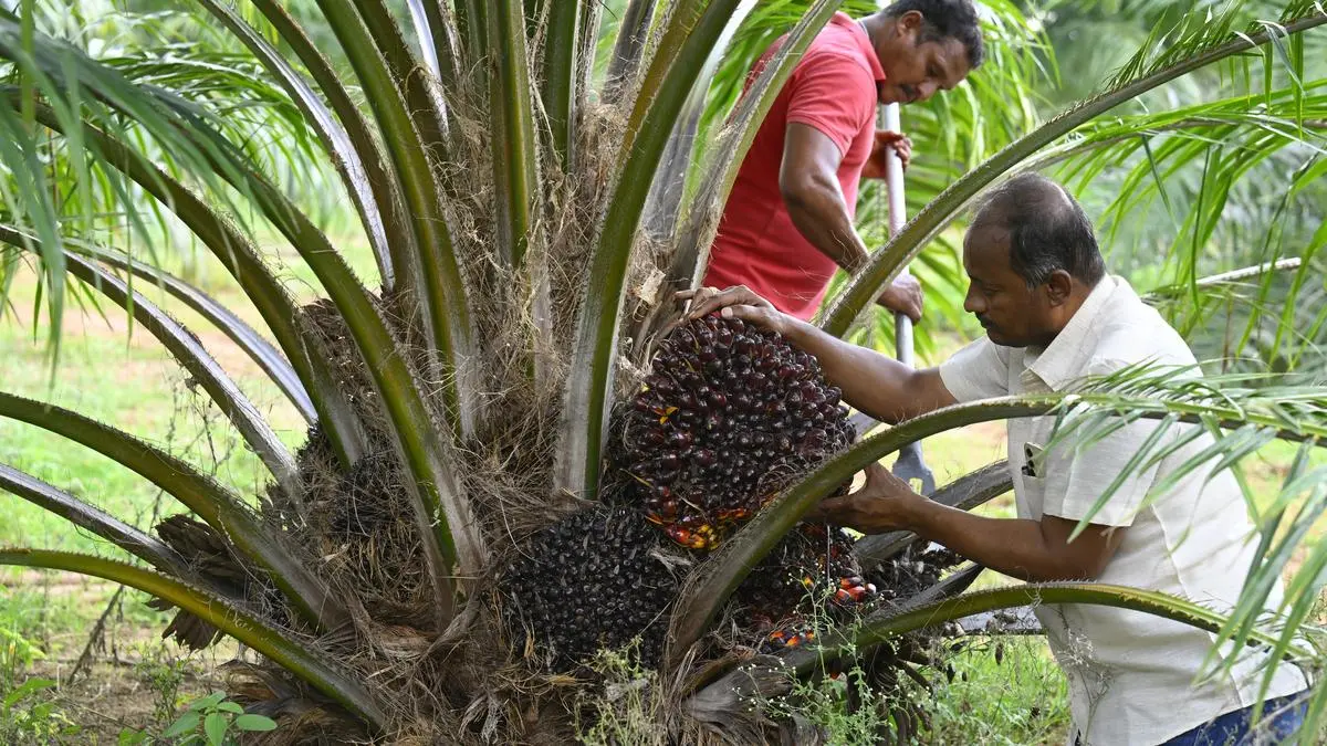 Oil palm cultivation not promoted in forest areas: Minister