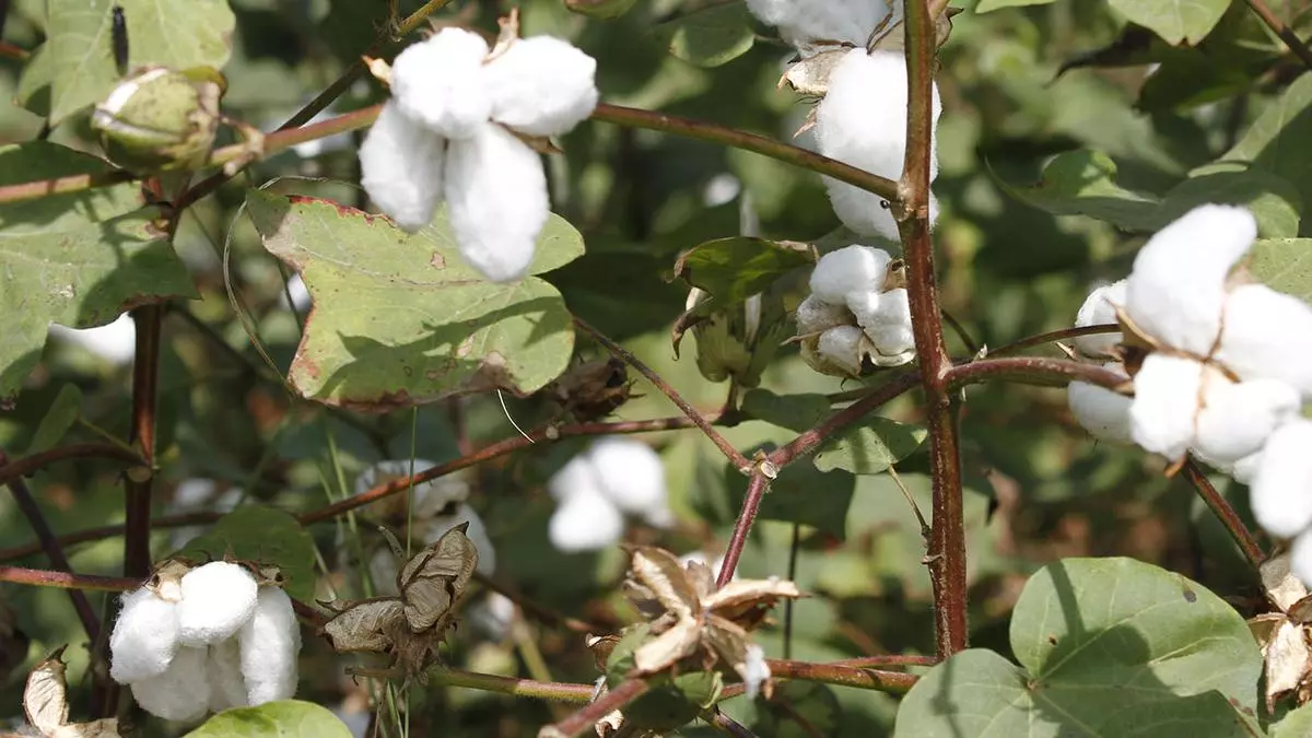 Seed industry sees tight supply of some branded Bt cotton hybrids this ...