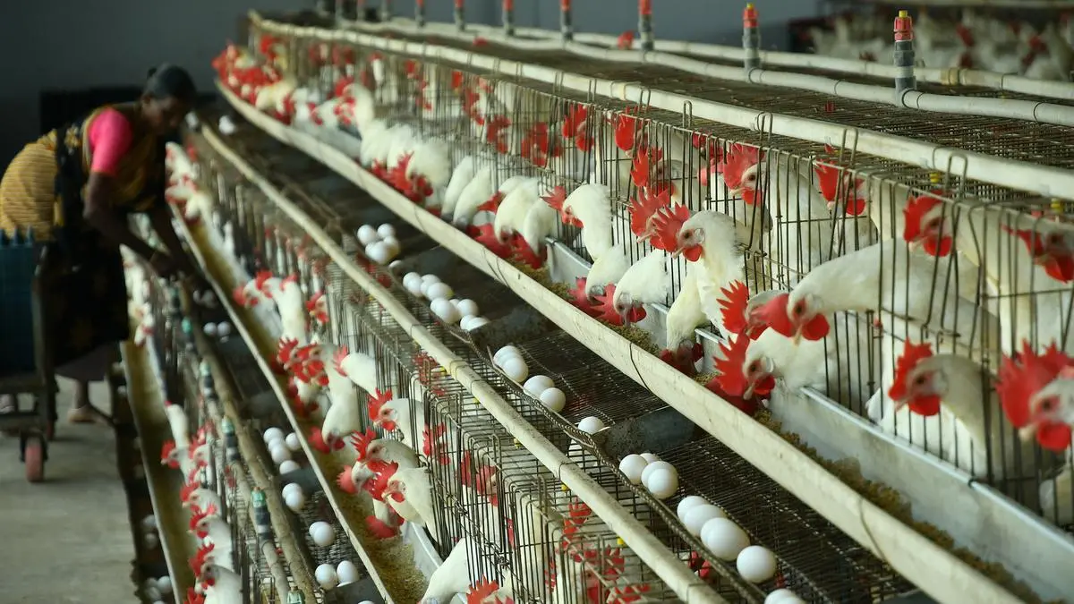 Chicken prices crash as production exceeds demand