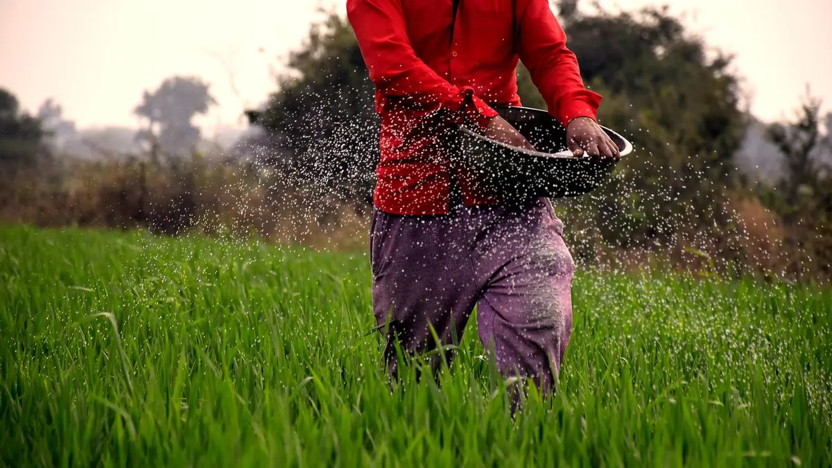 Fertilizer supply crunch tightens global farm economics