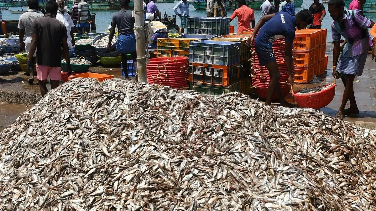 Marine experts demand traceability in fishmeal sector
