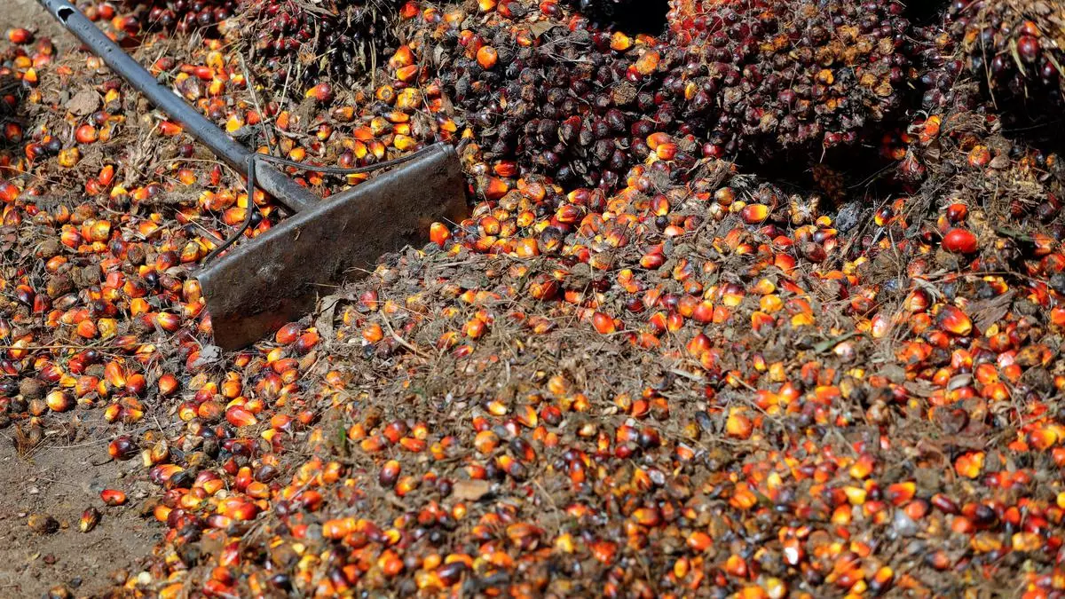 El Nino poses risk to 2024 palm oil output in Indonesia, Malaysia