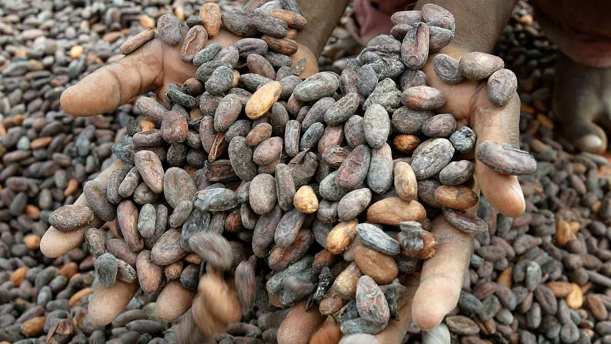 Côte d’Ivoire asks India to source cocoa directly from it