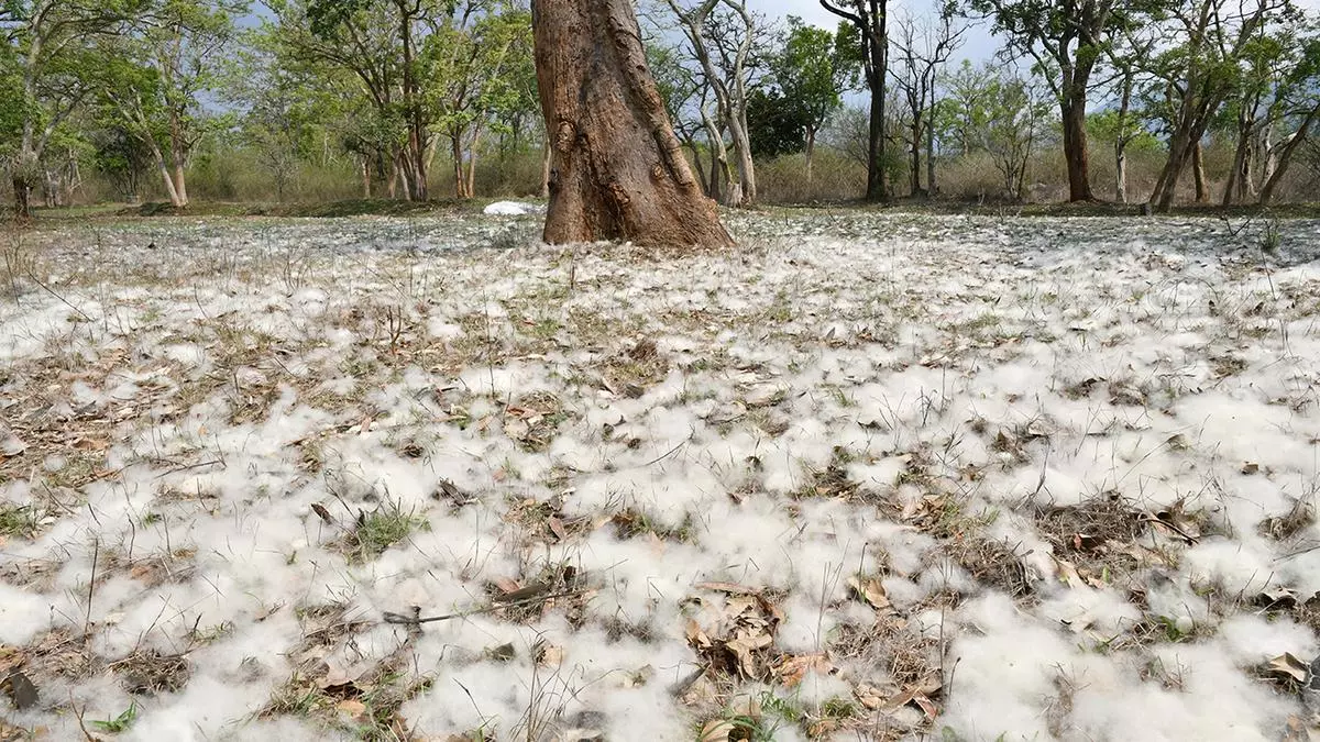 CCI procures 31 lakh bales of cotton till mid-Dec