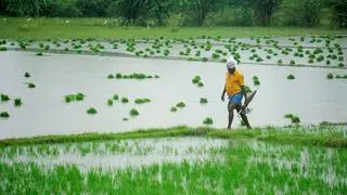 Last year, the farmers in Odisha paid an average ₹2500-2800/quintal for paddy seeds