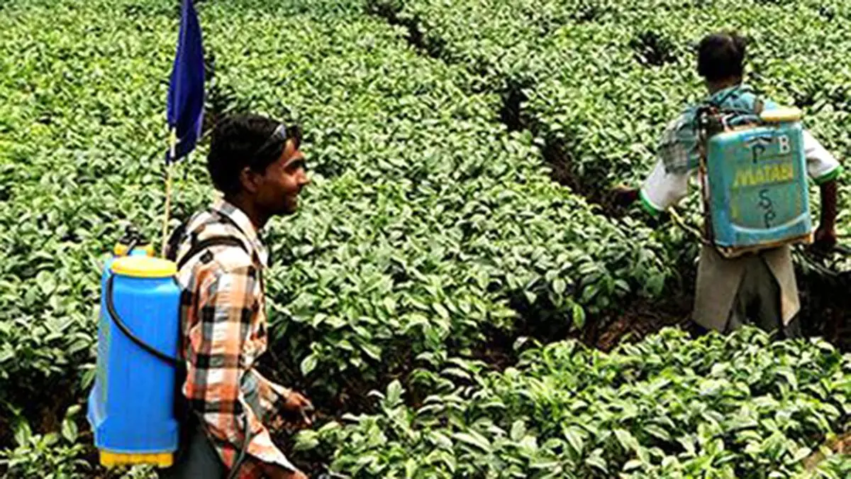 Shortage of tea workers AIcontrolled harvesters for selective