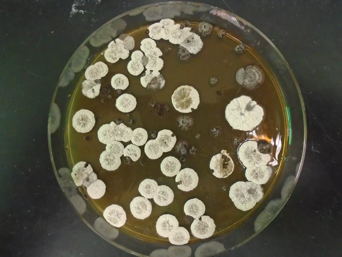 Streptomyces bacteria
