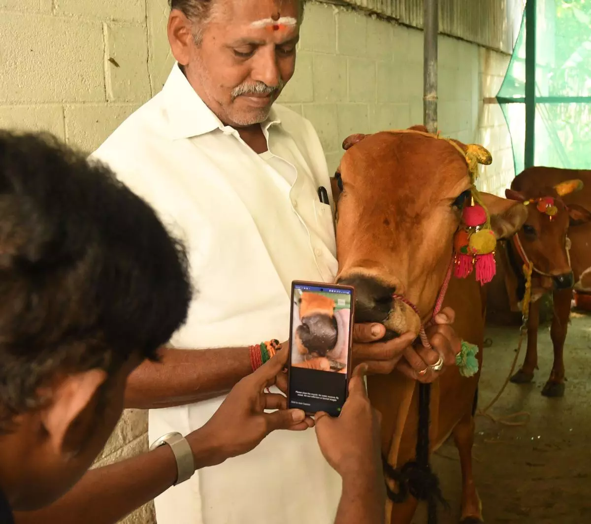 Surabhi ID, a muzzle based identity technology, being demonstrated to a farmer near Chennai.
Bijoy Ghosh