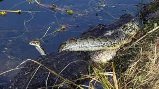 Invasive Burmese pythons are decimating native fauna such as alligators in  the swamps of Florida  