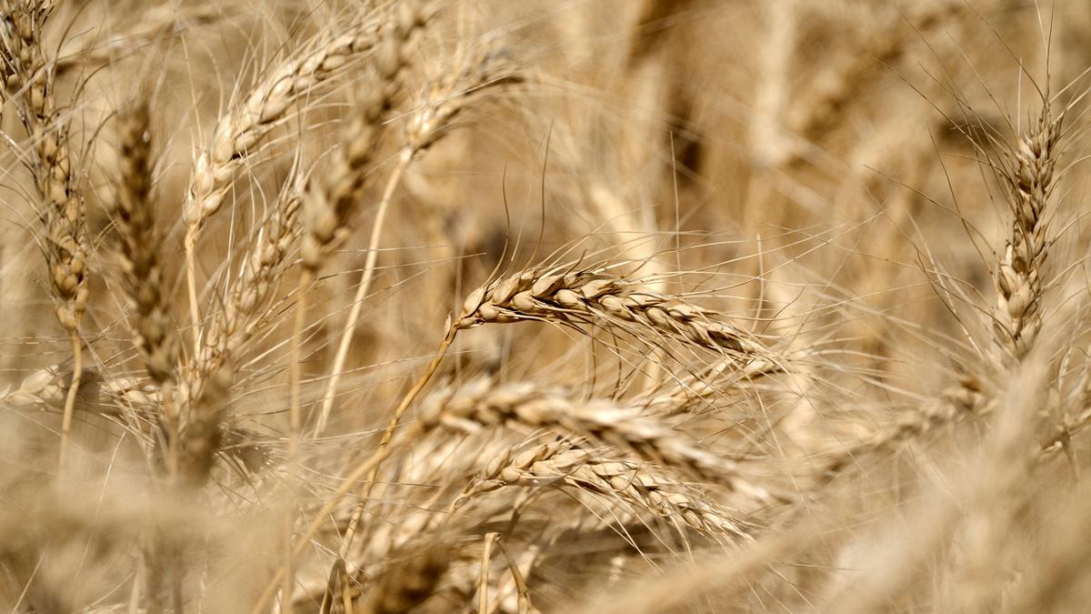 Global wheat market poised to continue in the grips of bears