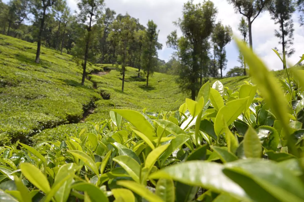 Of the total tea imports, Nepal made up the maximum quantity of 11.12 million kg