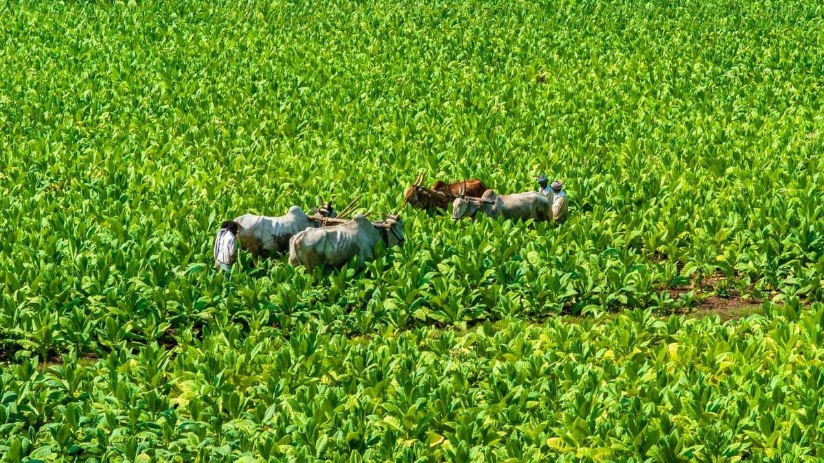 Karnataka Bank, Tobacco Board ink pact to help growers in Ktka