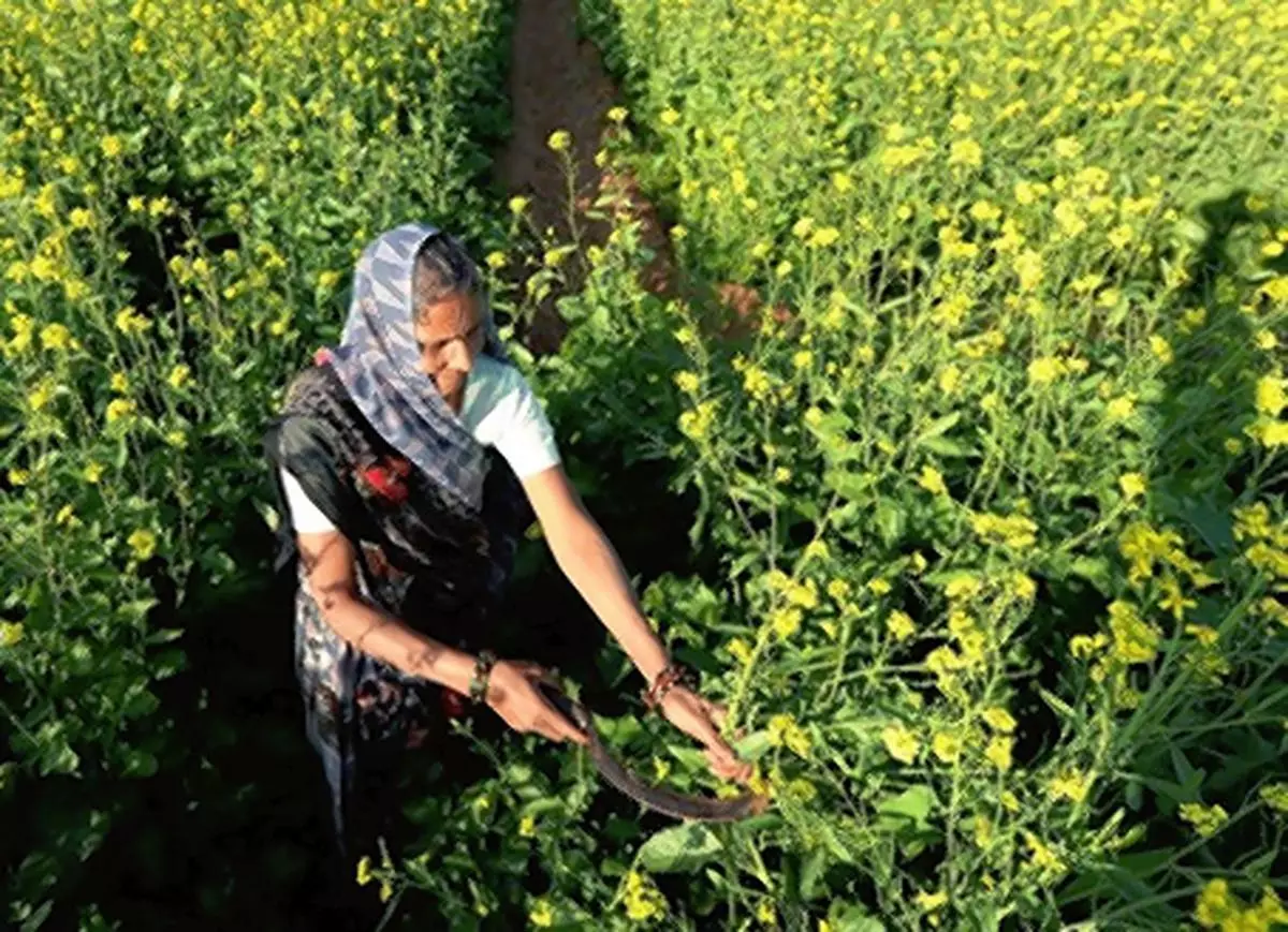 Farmers had expanded the area under mustard in 2021-22 season due to higher prices they received from the crop sown 