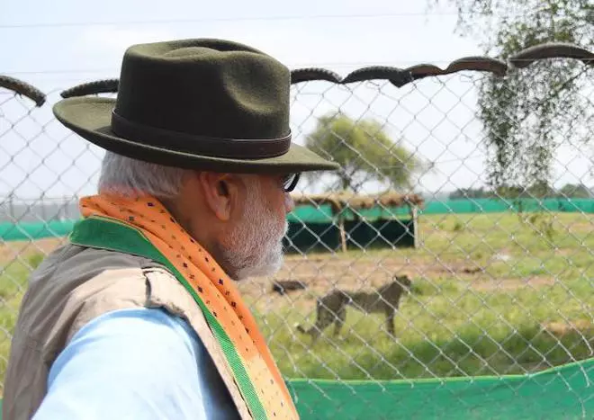 PM releases wild Cheetahs - which had become extinct from India, in Kuno National Park, in Madhya Pradesh on September 17, 2022.