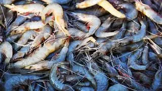 While this move by Australia opens up a new market for the prawn farmers, the volumes are not very high. 