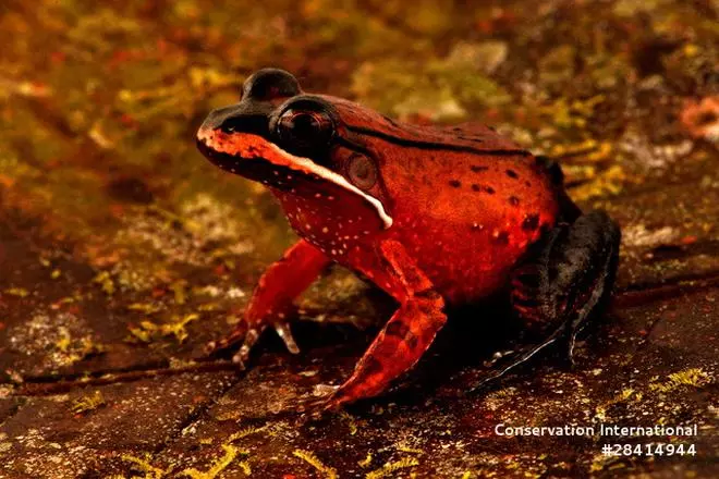 A Loreto White-lipped Frog (Leptodactylus rhodomystax) specimen, observed during an expedition to the Peruvian region of Alto Mayo, is pictured, Jun 19, 2022.  