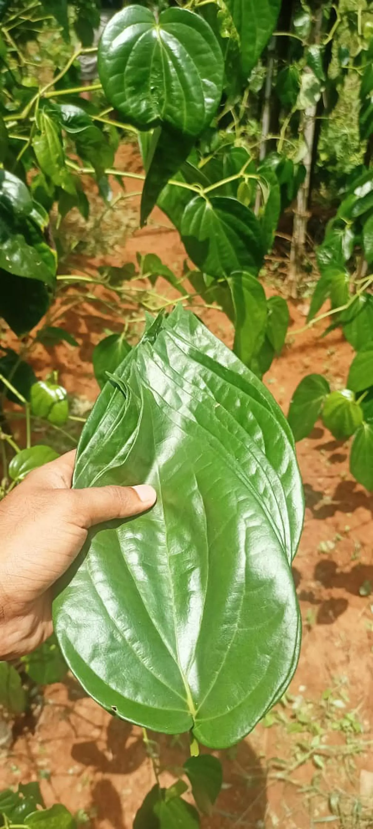 GI-tagged Tirur betel leaf is cultivated in around 600 acres in Tirur, Malappuram 