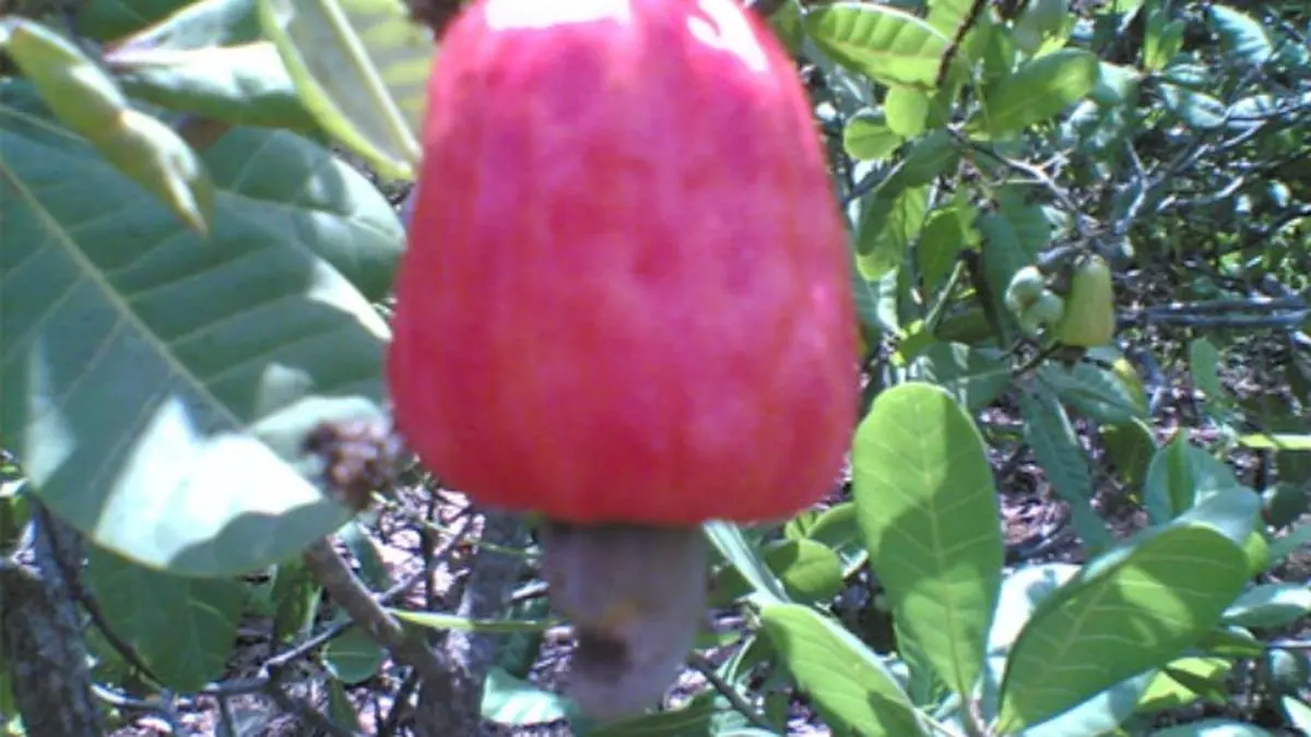 Mangaluru to host ‘Kaju Centennial Summit 2025’ marking 100 years of cashew industry