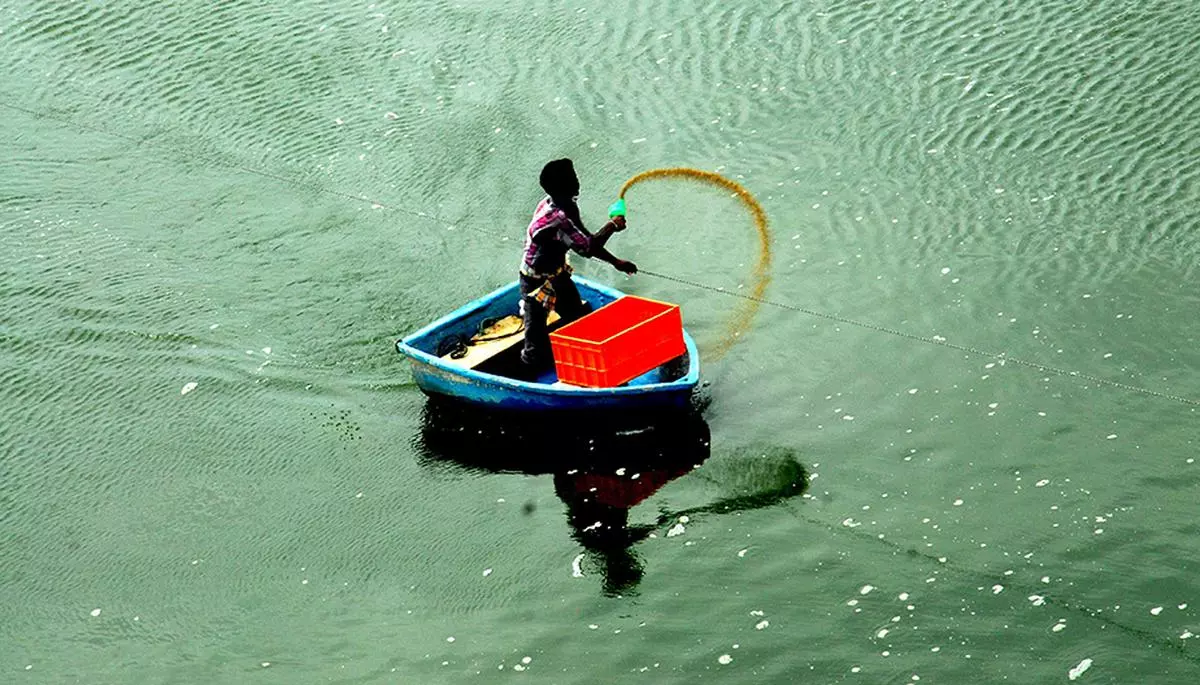 A worker delivers shrimp feed at an aquaculture unit (file image)