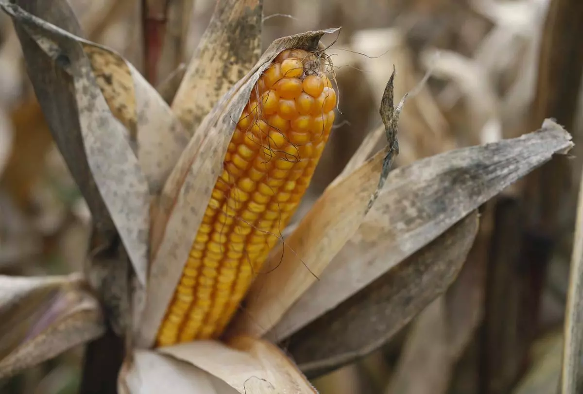 The wastage of staple crop maize, which is harvested once a year in Kenya, is as high as 40-60 per cent due to lack of storage facilities