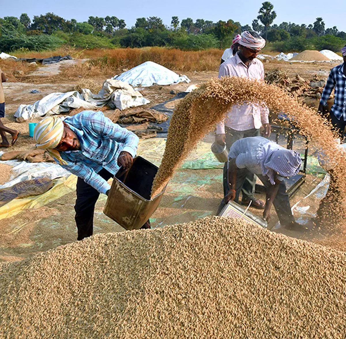 India’s rice output is pegged at 7 mt lower than last year