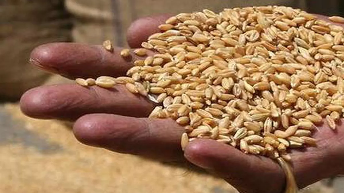 Food Corporation of India to sell 10 million tonne of wheat to bulk ...