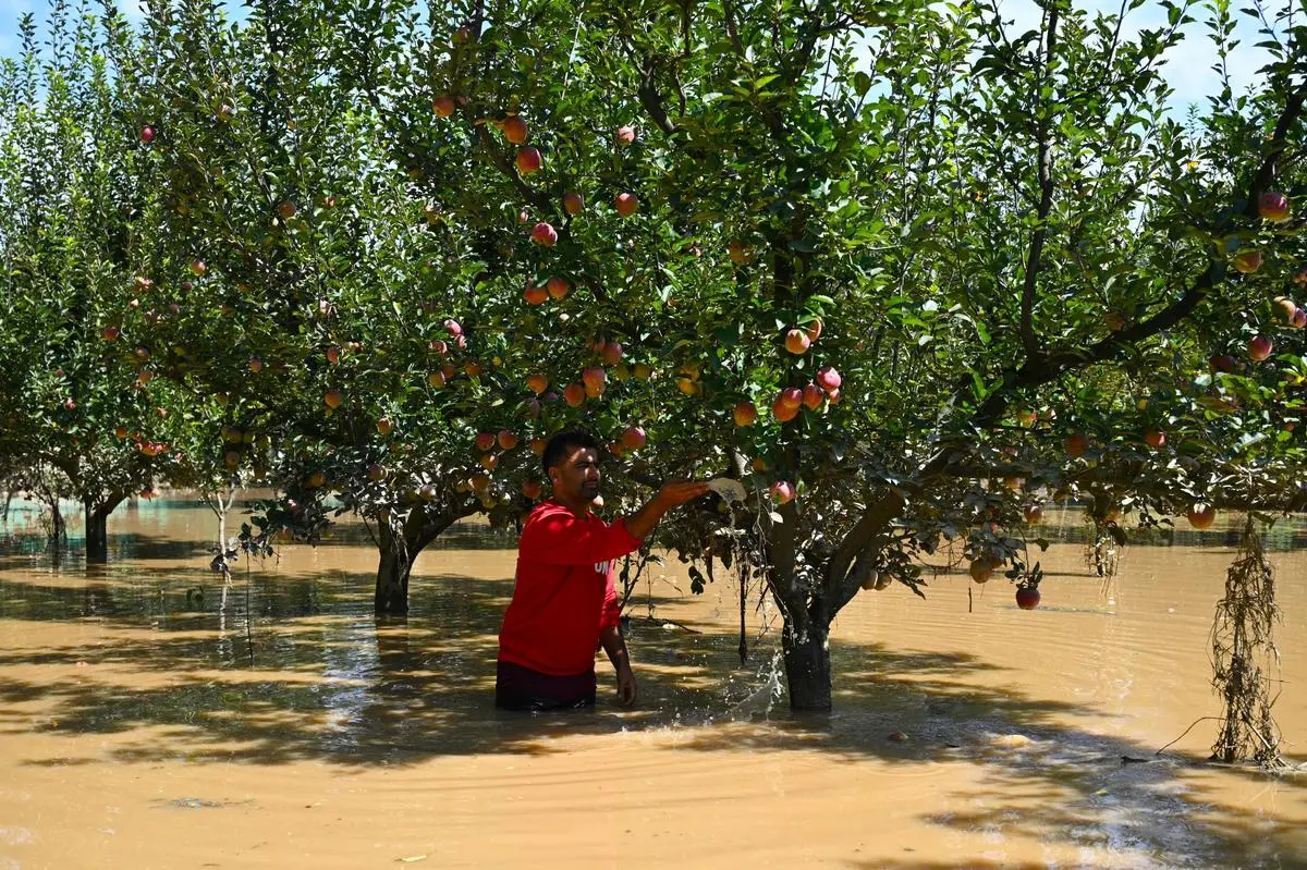 thehindubusinessline.com - Repeated hailstorms renew demand for crop insurance in Kashmir's apple belt
