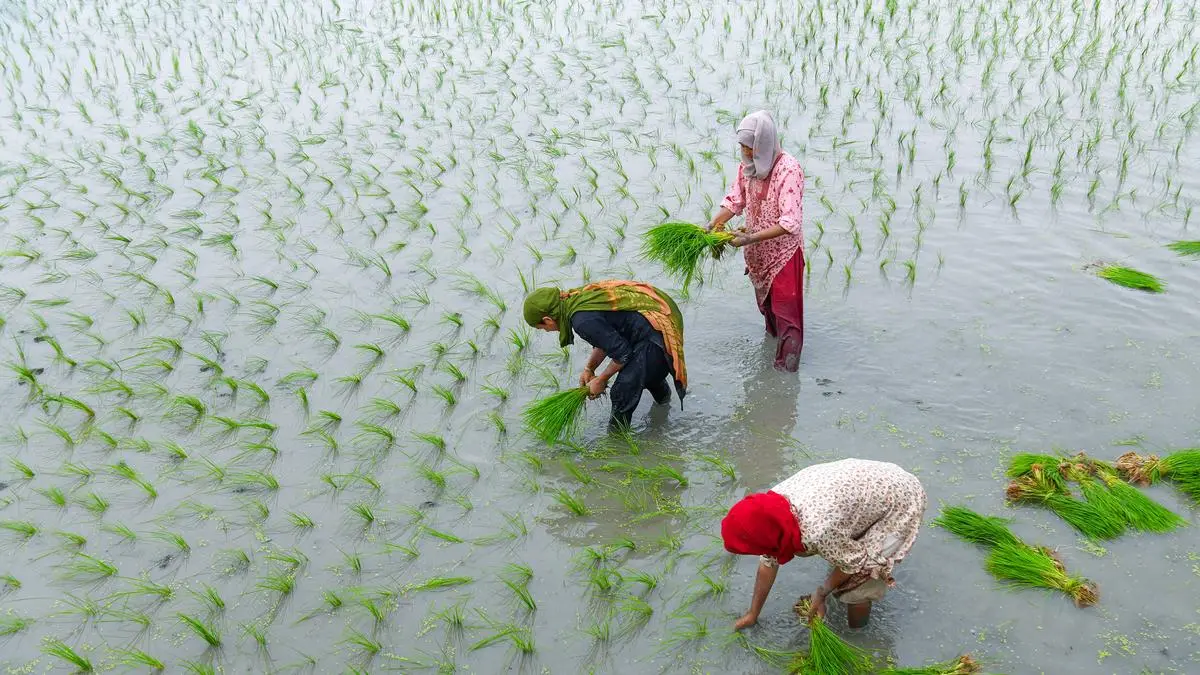 India’s rice production likely to surge to new record next season