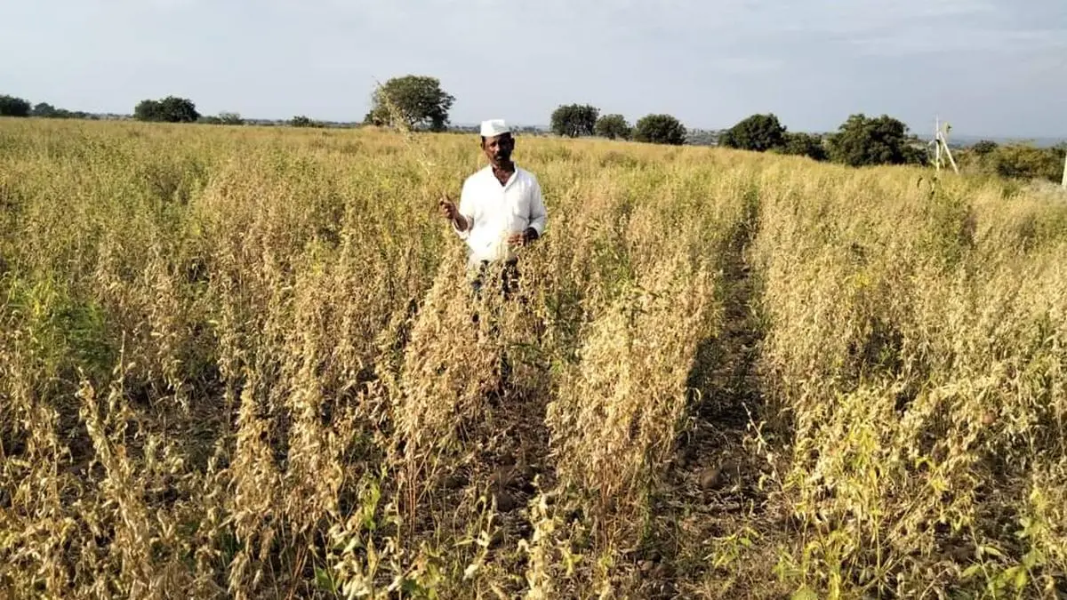 Tur prices weaken ahead of harvest despite lower crop The Hindu