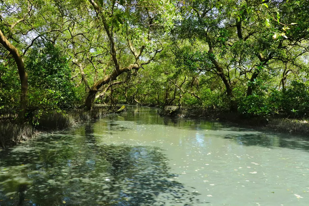 Urban developmental activities are affecting the mangroves