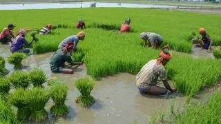 Farmers plant paddy saplings in a field Farmers plant paddy saplings in a field
