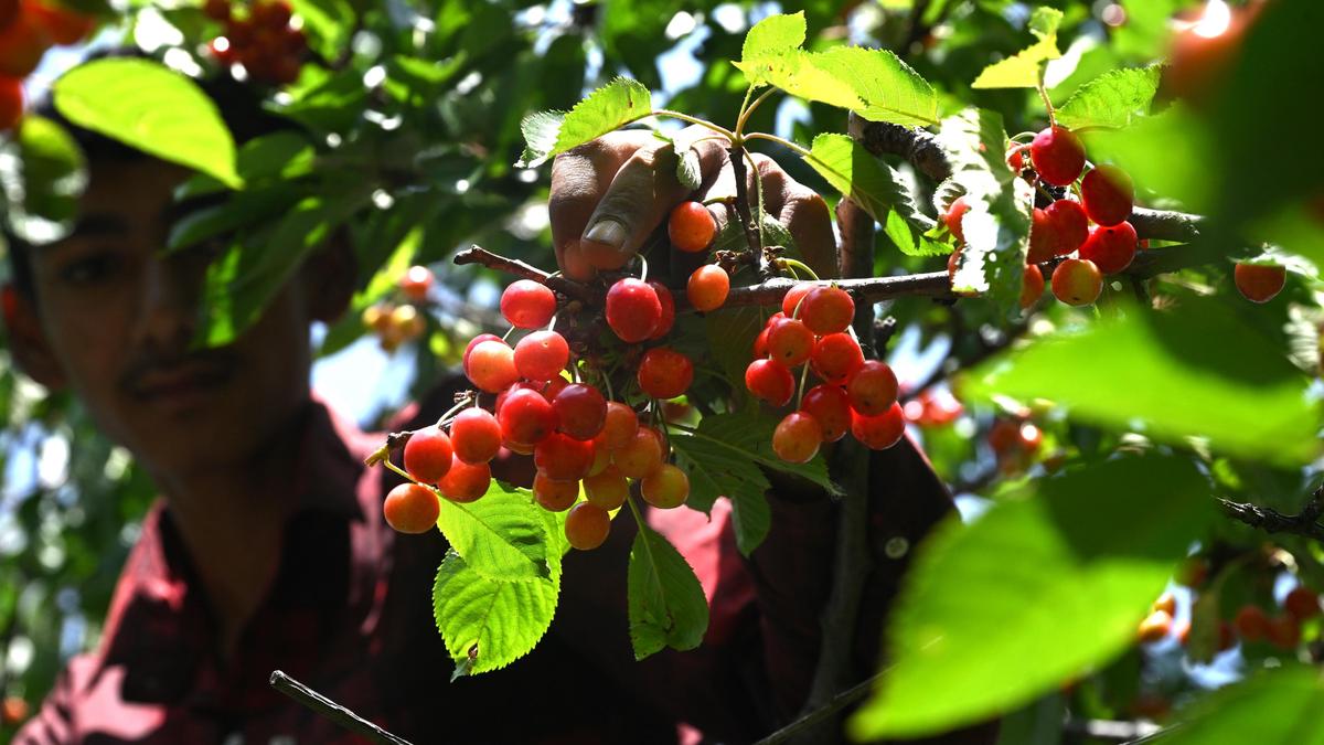 Kashmir cherry growers pin hopes on rail cargo to cut losses, boost returns