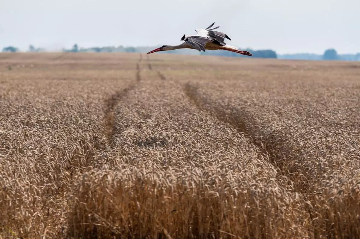 A stork flies over a wheat field near the village of Tomylivka, as Russia’s attack on Ukraine continues, in Kyiv region, Ukraine August 1, 2022. 