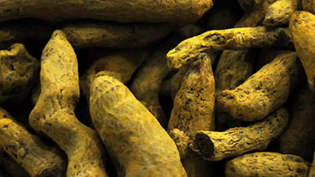 Export demand holds turmeric prices from plunging