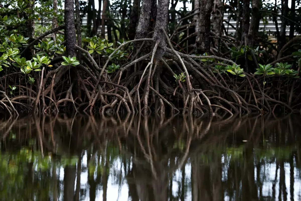 FILE PHOTO: The roots of mangrove trees are seen along a river in Pitas, Sabah, Malaysia