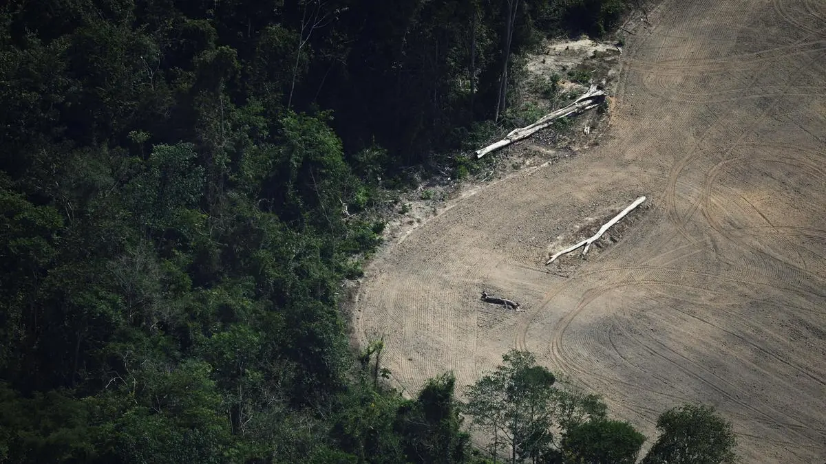 Global forest loss fell sharply in 2025 after hitting record high