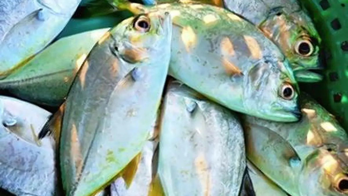 Gobierno publica marco nacional para la trazabilidad en el sector pesquero