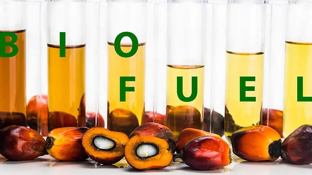 Indonesia’s new biodiesel mandate to support global palm oil prices