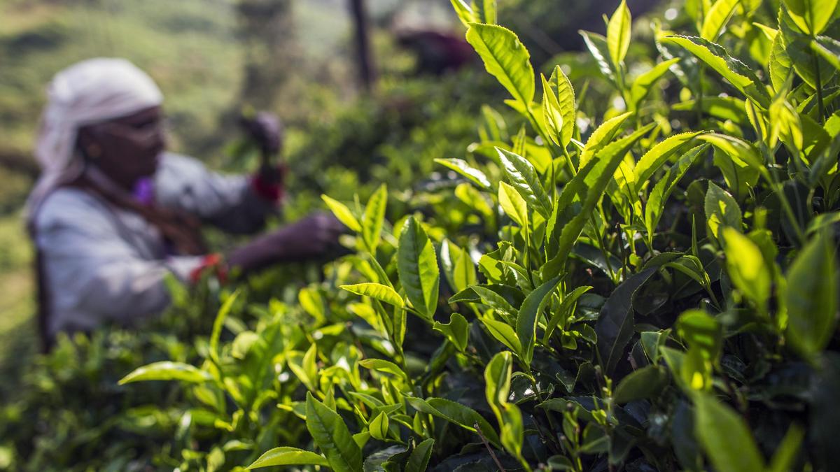 West Asia crisis continue to hit orthodox tea market in Kochi auctions