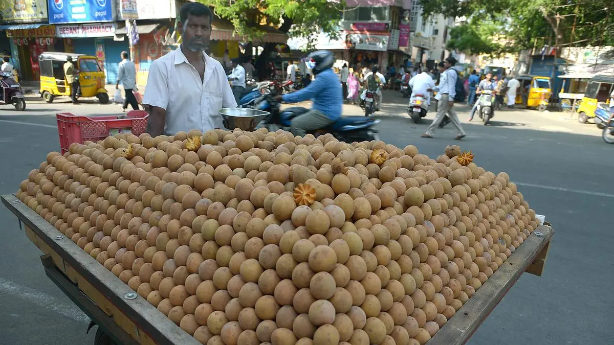 Surat leads steep decline in chikoo cultivation as Gujarat production falls nearly 28% in a decade