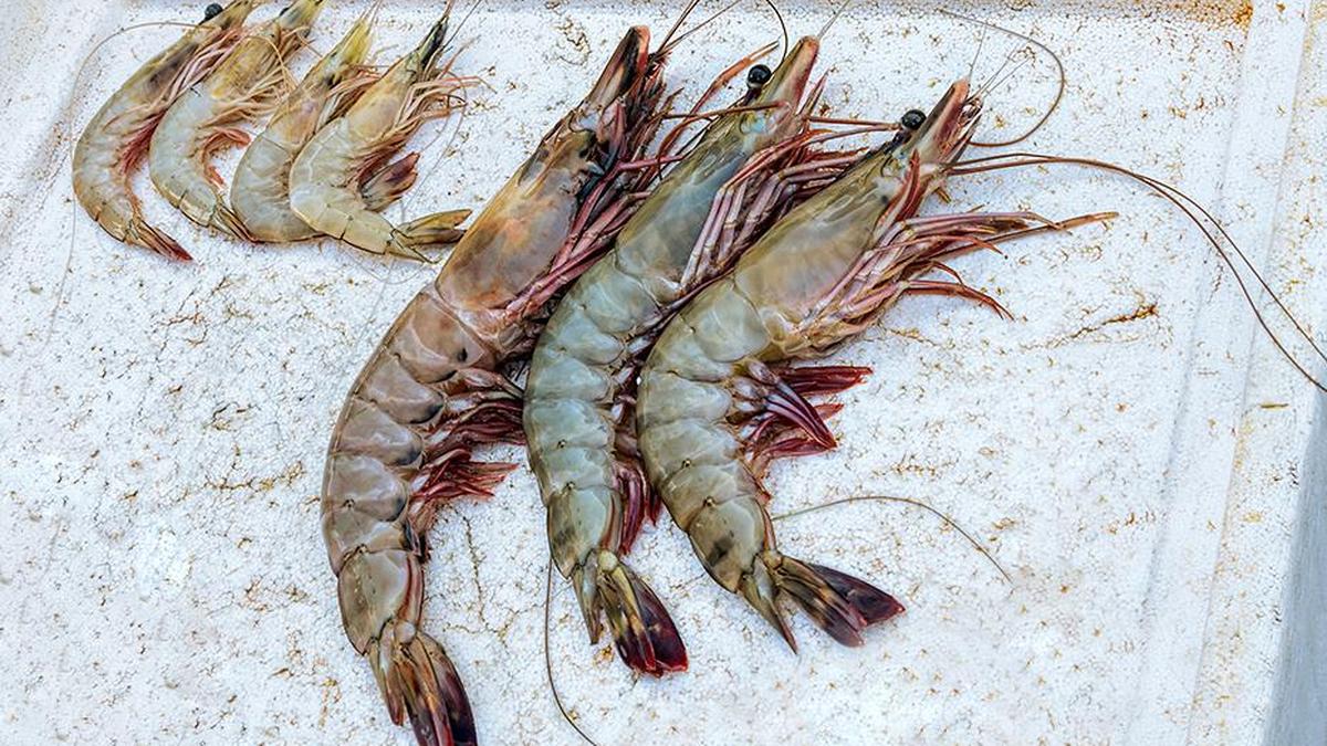 India’s H1 marine products exports see rebound in Asian, EU markets