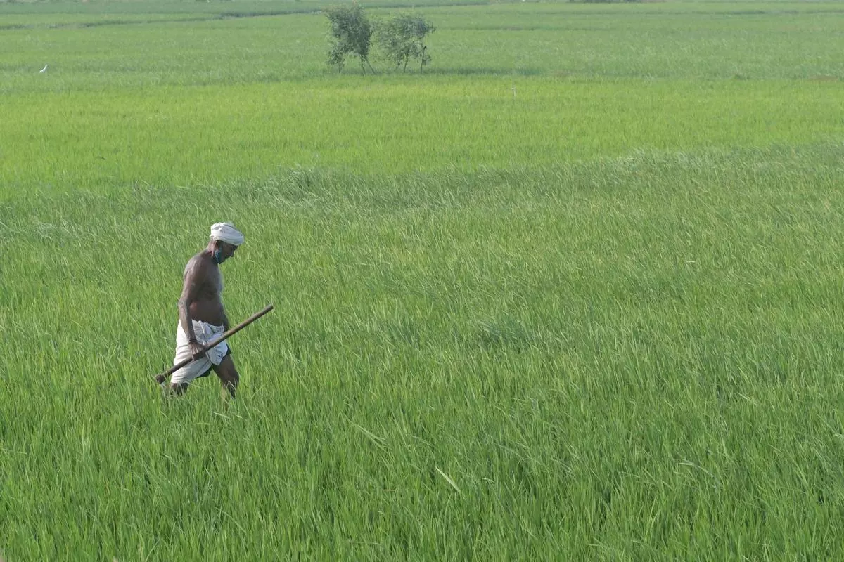 Food, fertiliser, fuel subsidy drops, benefits to farm sector marginally up  - The Hindu BusinessLine