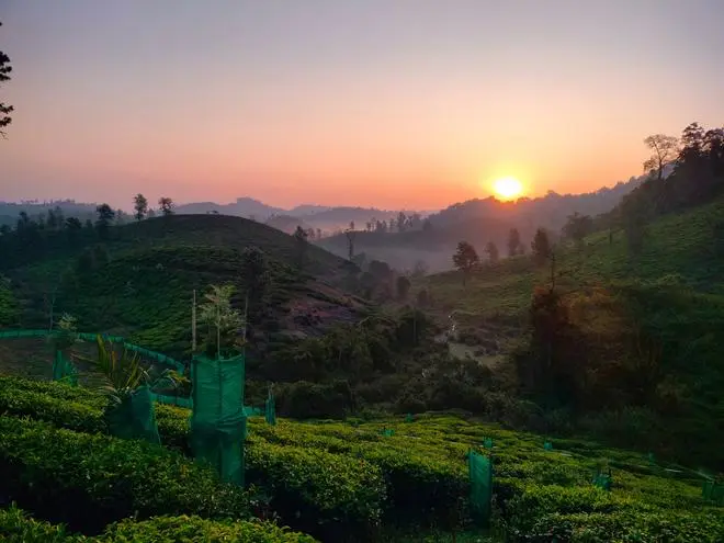 A view of Sentinel Rock Estate of Harrisons Malayalam at Wayanad before landslides. A view of Sentinel Rock Estate of Harrisons Malayalam at Wayanad before landslides.