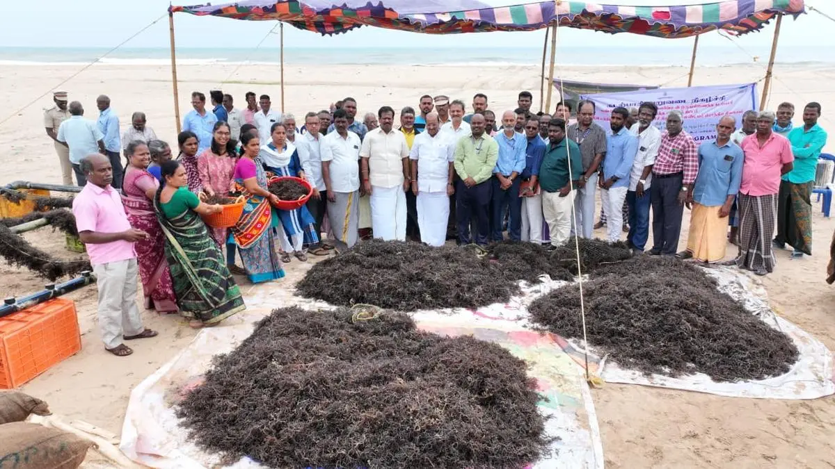 3.5X growth in first-ever seaweed farming in Puducherry
