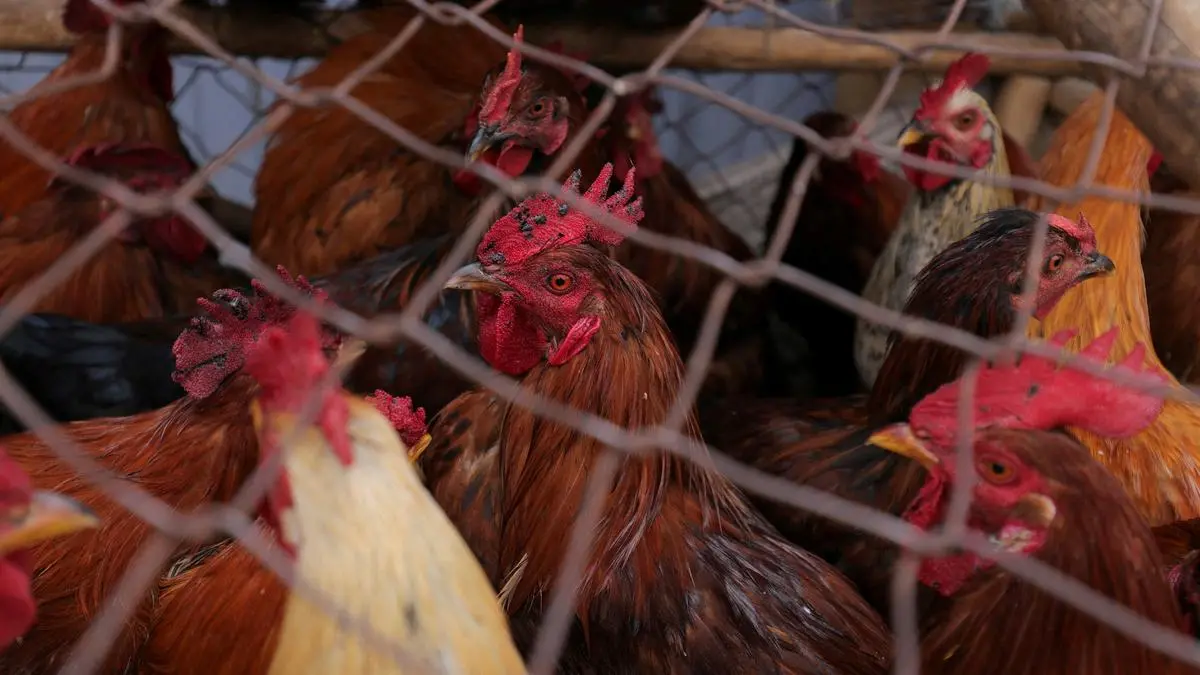 Poultry sector urges Centre to scrap 5% GST, cut levy on value-added products