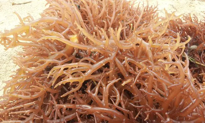 Close up of red seaweed Close up of red seaweed
