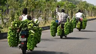 In India, bananas account for around 20 per cent of the total land area for crop cultivation