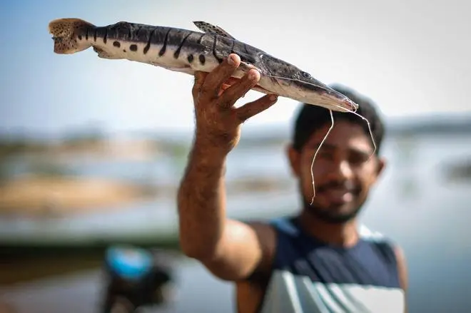 মৎস্যজীবী ওয়েল্টন দে ফ্রাঙ্কা ইলহা দা প্রাইয়া আলতার সম্প্রদায়ের পেড্রাল ডো লরেনকোর কাছে টোকান্টিনস নদীর একটি প্রাকৃতিক শিলা গঠনে একটি মাছ ধরেছিলেন, যা নোভা ইপিক্সুনা, প্যারা রাজ্যে, ব্রাজিল, 2020 খ্রিস্টাব্দে আরাগুইয়া-টোকান্টিন নদীর যাত্রাপথ তৈরি করতে উড়িয়ে দেওয়া যেতে পারে। Araguaia-Tocantins নদী পথ সারা বছর বার্জে সোয়া জন্য পথ পরিষ্কার করতে পারে. এবং মিসিসিপি নদীকে প্রতিদ্বন্দ্বিতা করার জন্য আমাজন বেসিনের মাধ্যমে ভুট্টা রপ্তানি করা, মালবাহী খরচ কমানো এবং বিশ্বব্যাপী শস্য বাণিজ্যে ব্রাজিলের আধিপত্য জোরদার করা; কিন্তু ফেডারেল প্রসিকিউটররা প্রকল্পটি ব্লক করার চেষ্টা করছেন এবং নদীতীরবর্তী সম্প্রদায়ের উপর প্রভাব বিবেচনা করার জন্য আদালতকে অনুরোধ করছেন। 'আমরা আমাদের নৌকা ছাড়া কোথাও যেতে পারি না। আমরা মাছ থেকে বাঁচি,' বলেছেন ফ্রাঙ্কা, যার পরিবার 12 বছর বয়সে পাথরের বিপরীতে নদীর একটি দ্বীপে বসতি স্থাপন করেছিল।       