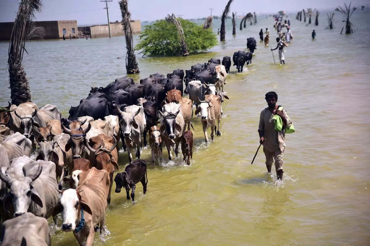 Victims of flooding from monsoon rains walk with their cattle after their flooded home in Sehwan, Sindh province, Pakistan, recently.  - PTI